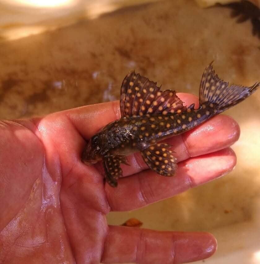 Hypostomus roseopunctatus