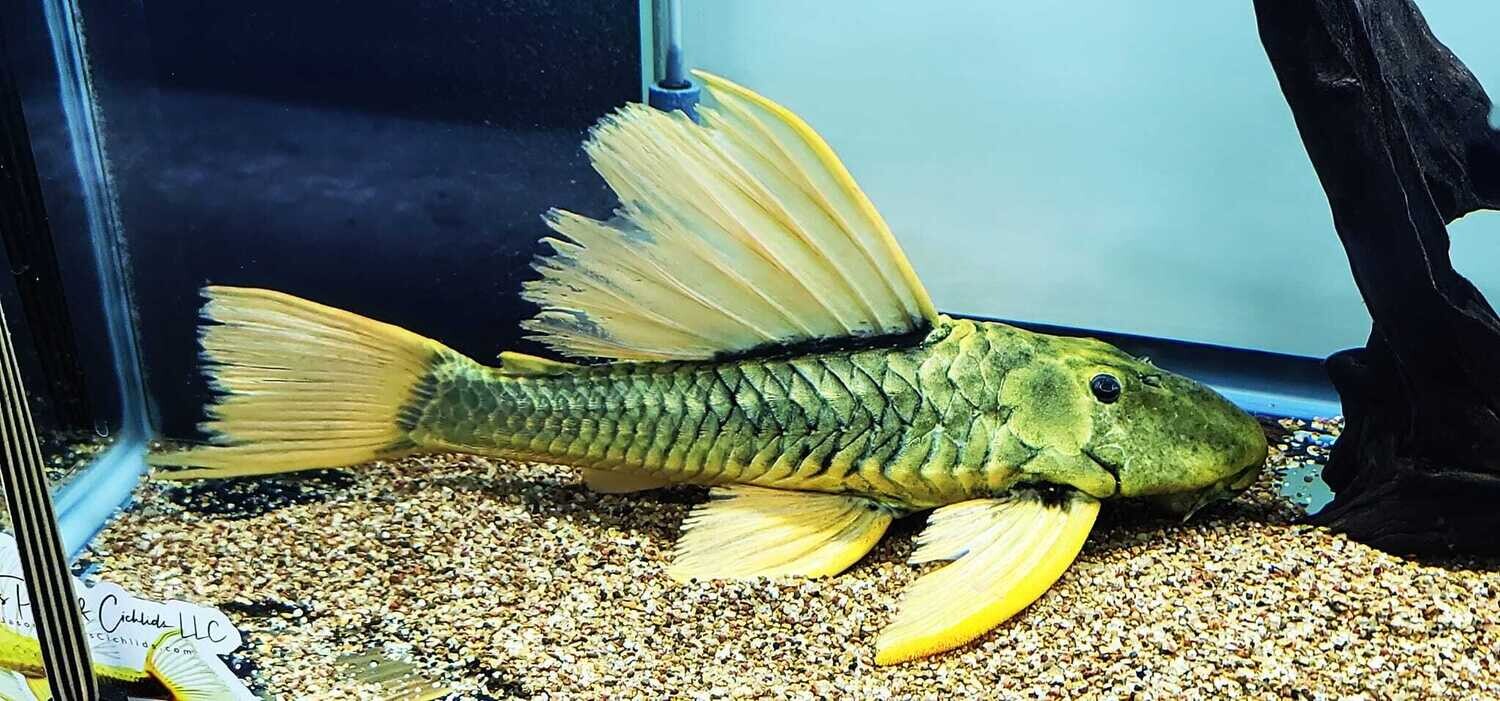 Hypostomus Luteus Phase III (Golden Sailfin Pleco)