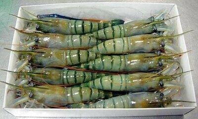 114 Fresh Water 6/8 (2lb)
