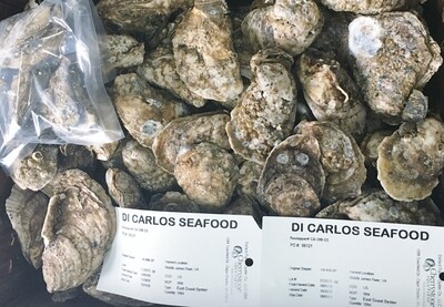 411 Oyster Mexican (100pcs)