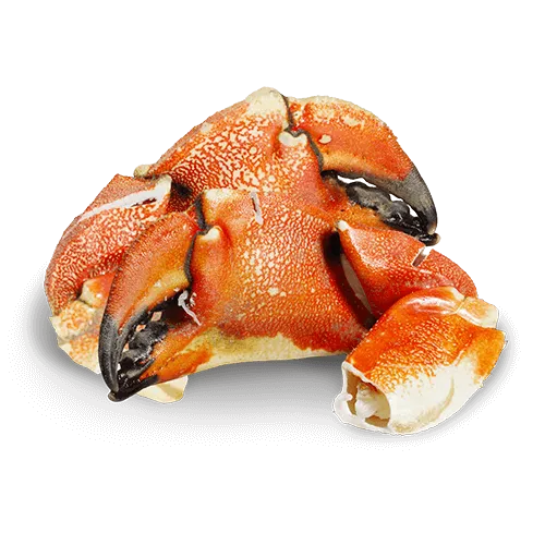 218 Jonas Crab Claw and Arm (2lbs)