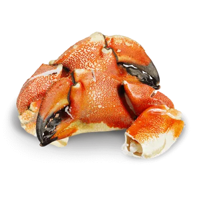 218 Jonas Crab Claw and Arm (2lbs)