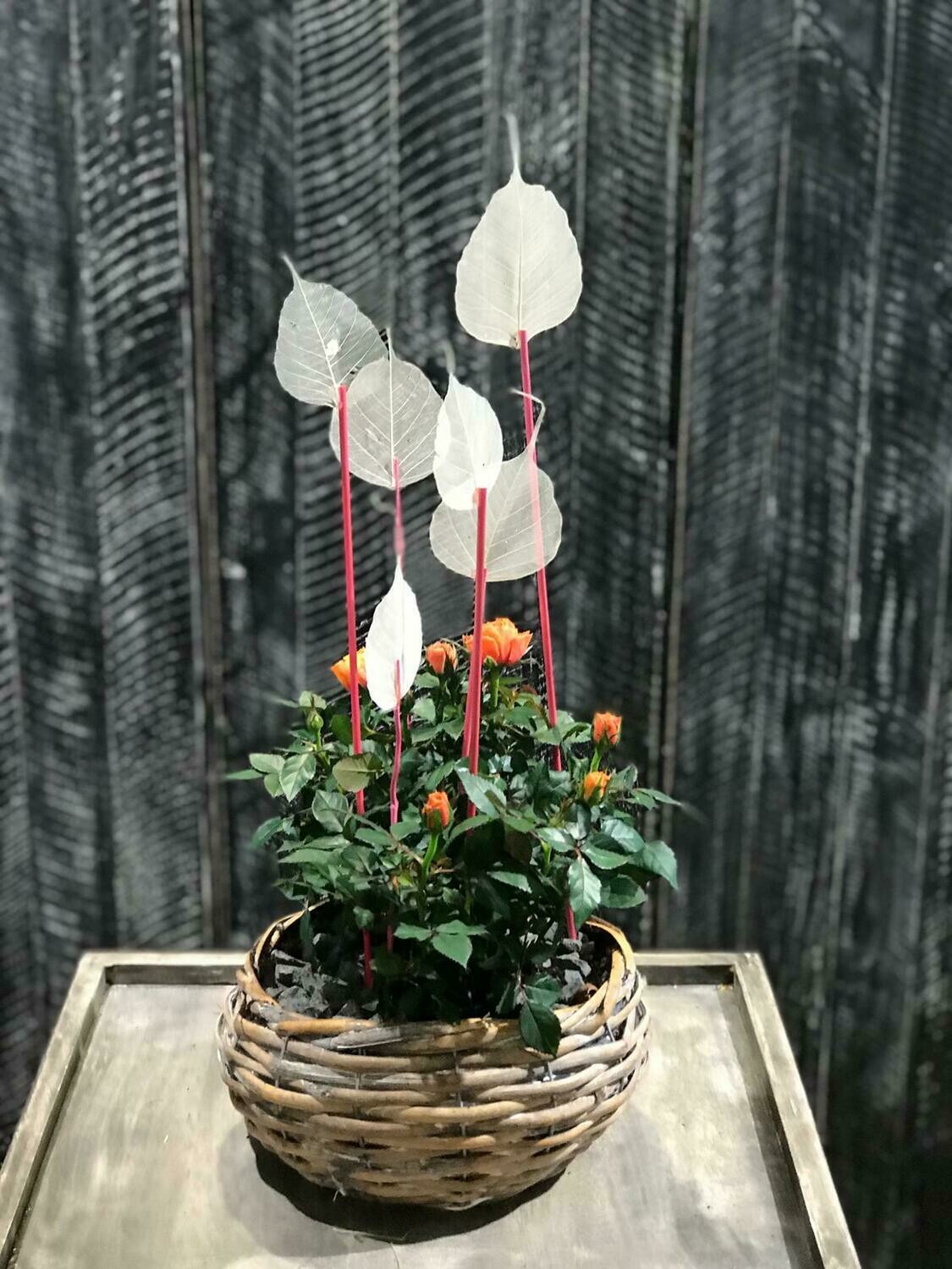 Solo-Rose im Korb | Shop - 1A Blumen Lange