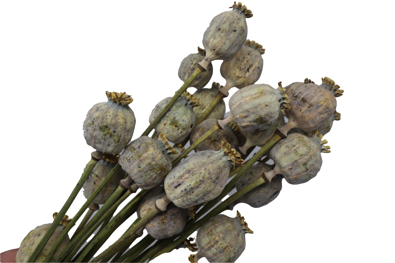 Dried Poppy Bouquet Natural