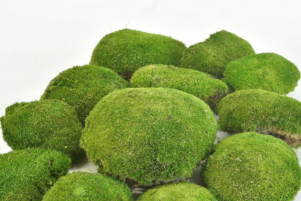Preserved Moss