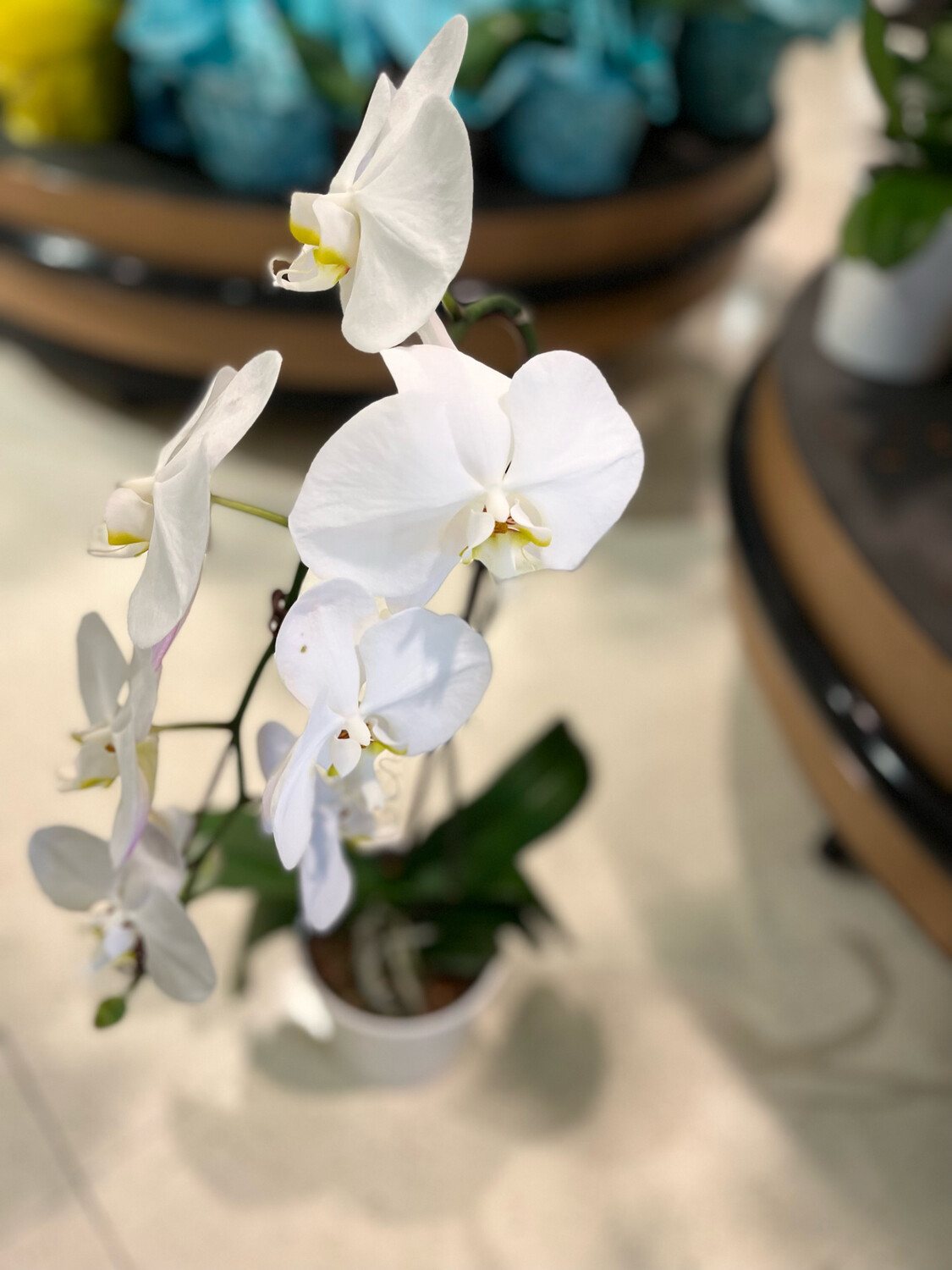 Waterfall Orchid Gift Basket