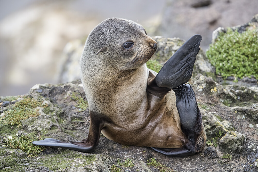 Online Store New Zealand Fur Seal 4036