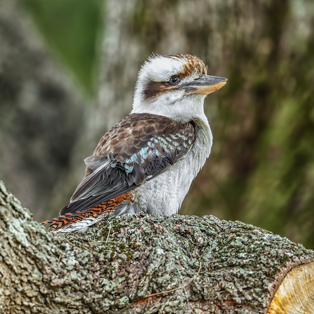 Online Store Kookaburra 9740