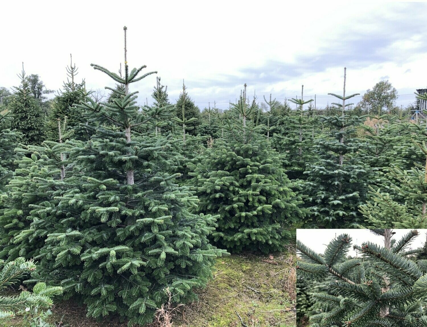 Nordmann Fir (CUT)