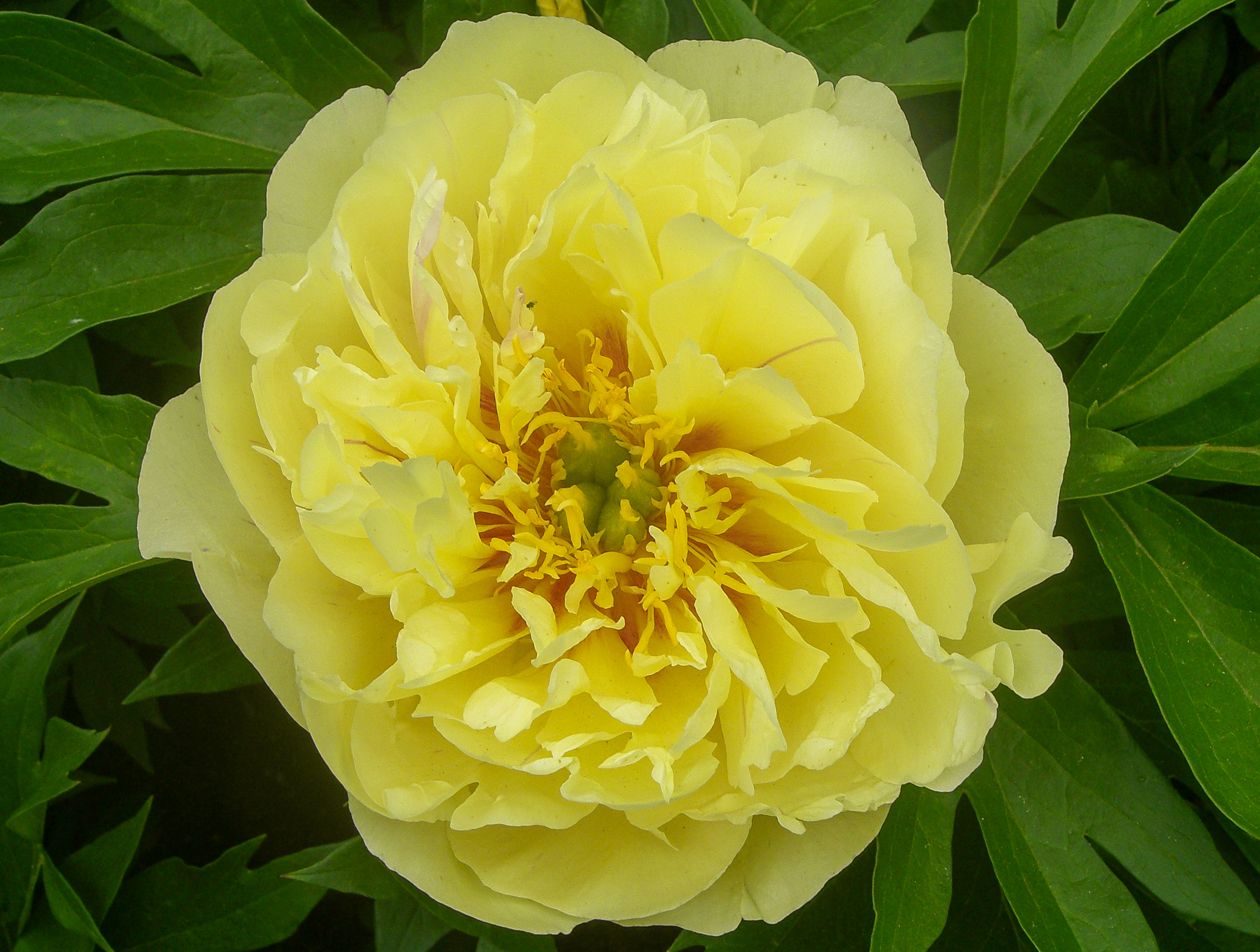 пион ито lemon dream. пион лемон дрим. пион ито-гибрид лемон дрим. Lemon dream пион. Paeonia itoh lemon dream.