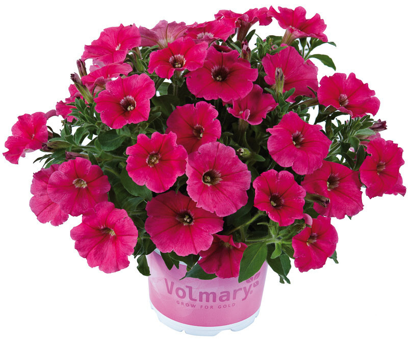 Petunia, Rose. Petunia x atkinsiana