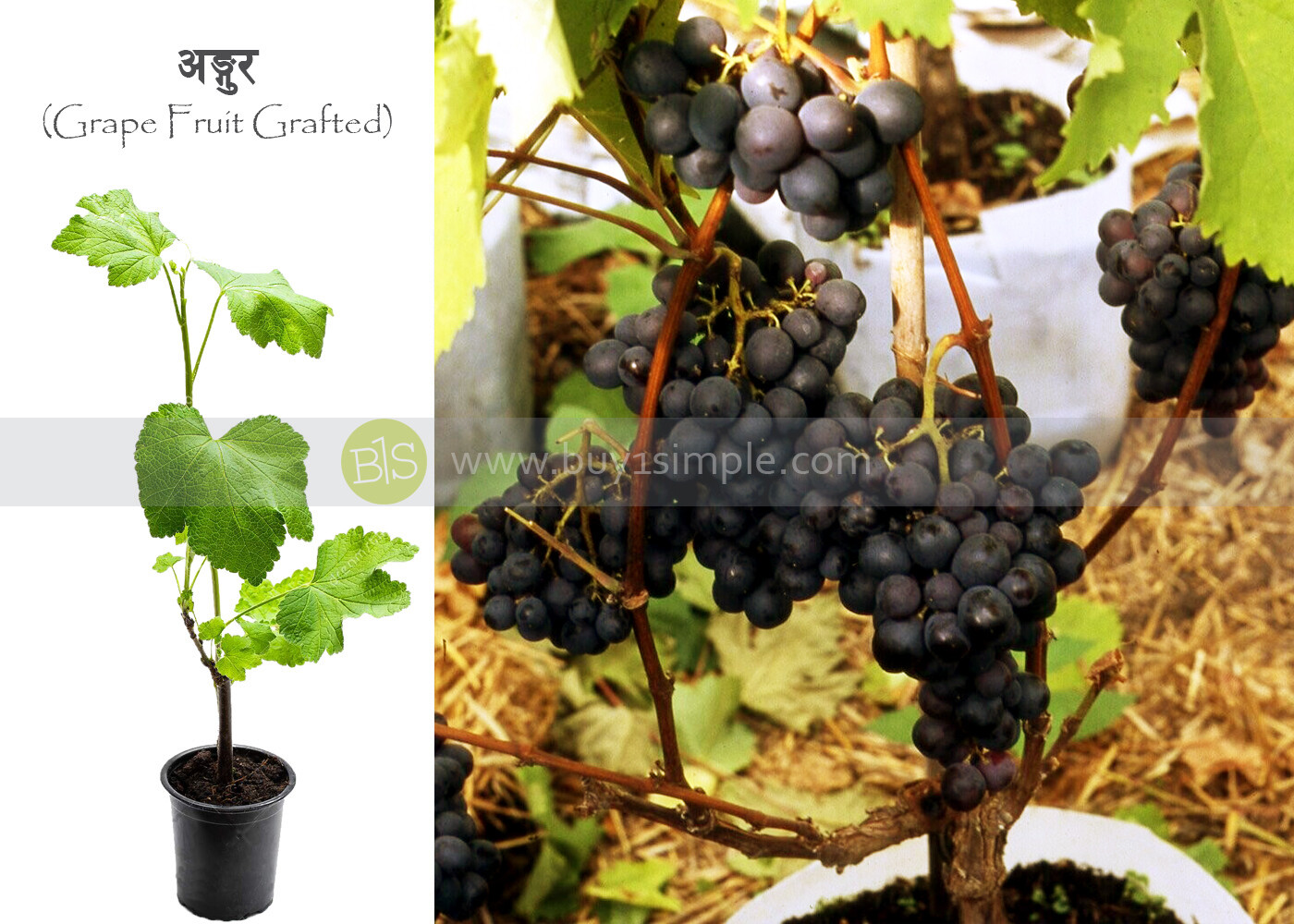 Grapes Plant (Grafted)