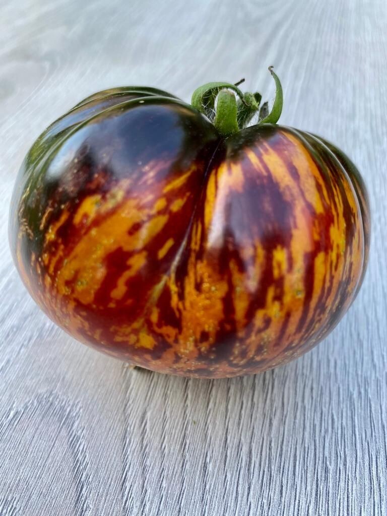 Queen of the Night Queen of the Night