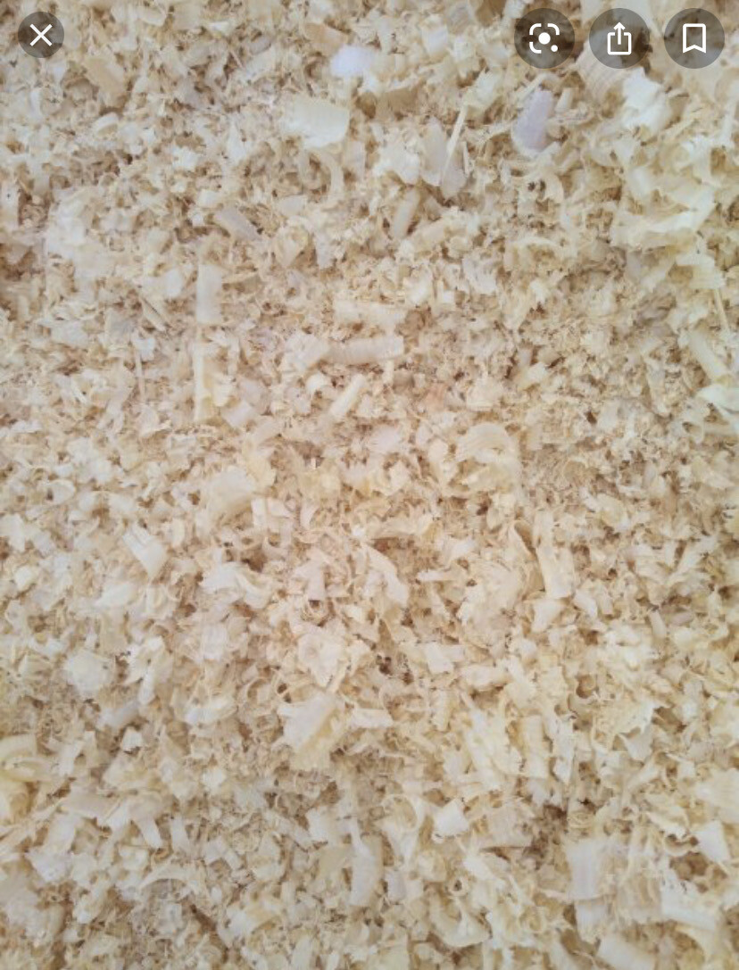 Wood Pine Shavings