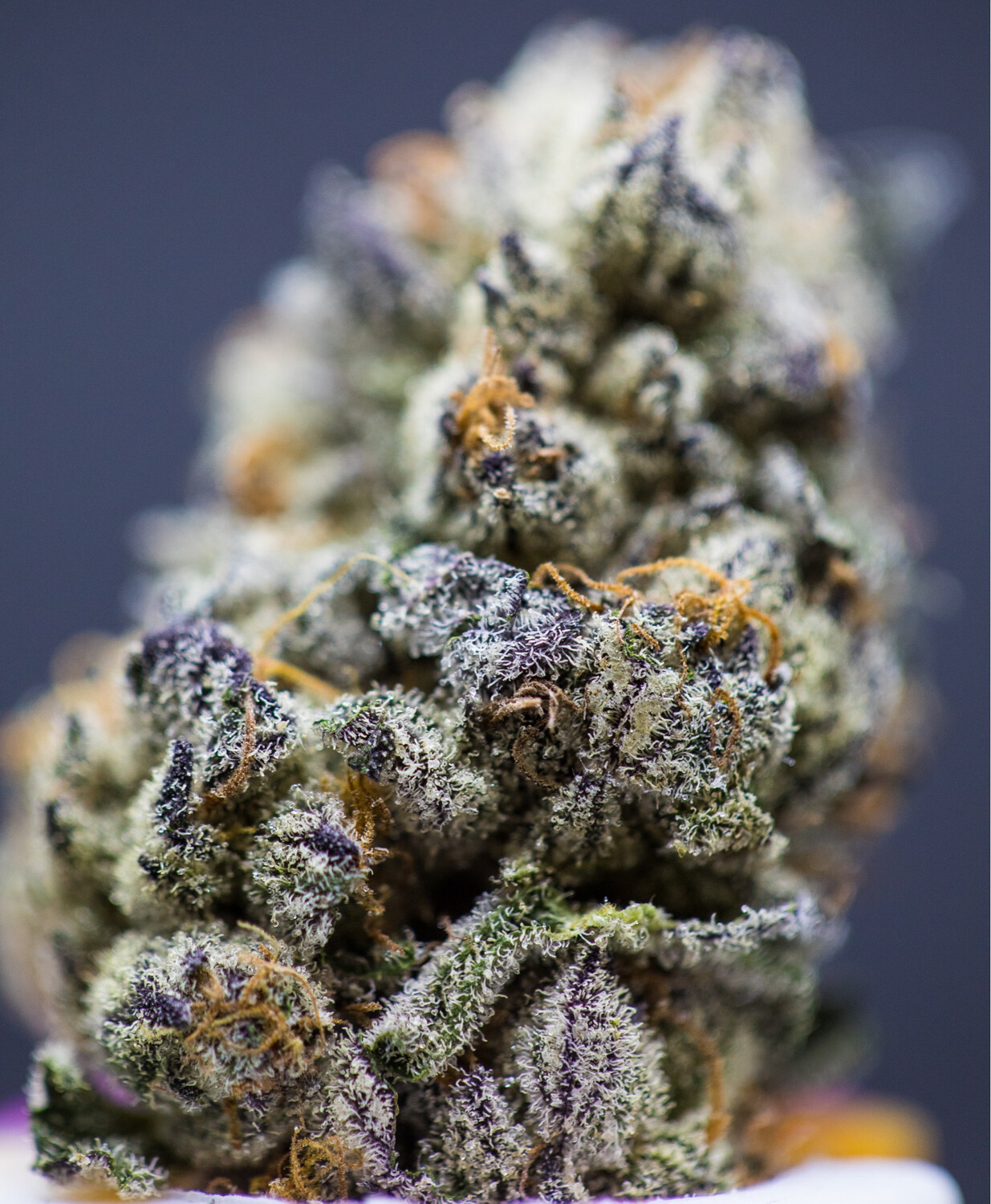 Caramel Apple Gelato Indica Hybrid