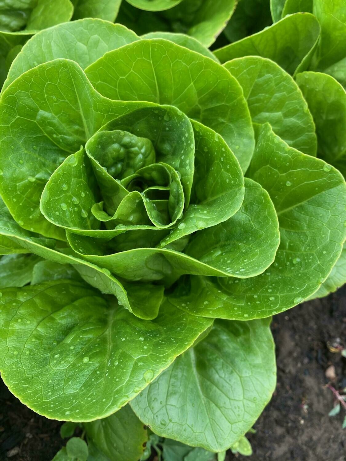 Bibb lettuce heads (1 lb bag)