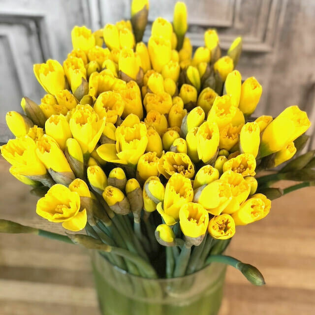 Daffodil Bunch