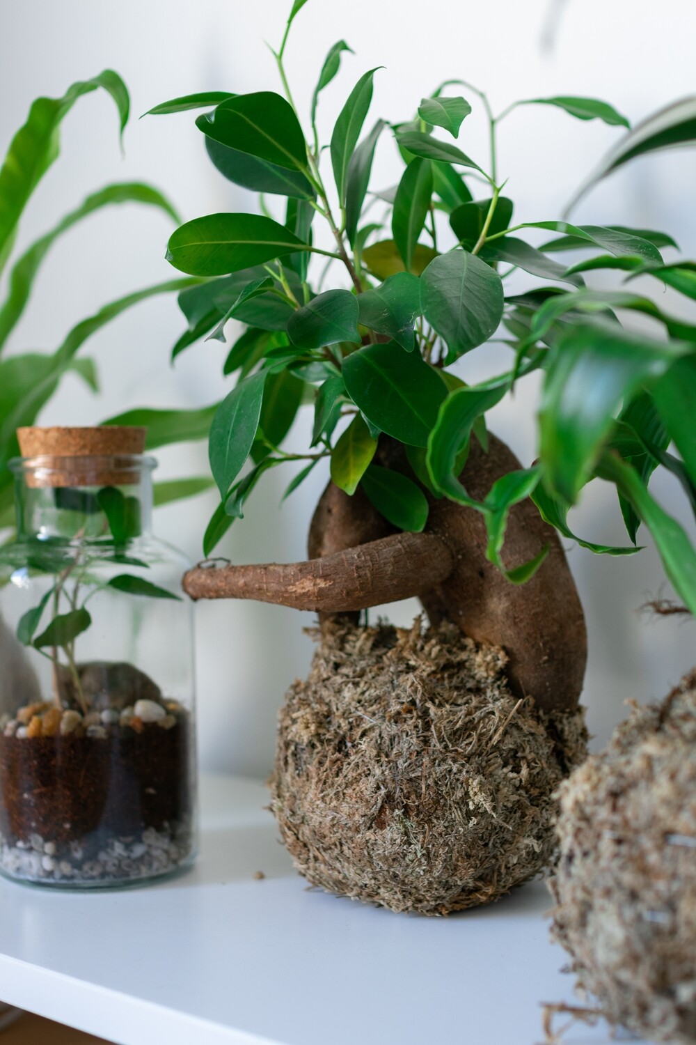 Bonsai kokedama