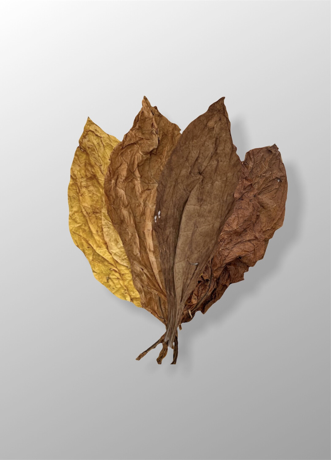 feuille de tabac Mélange Américain 4