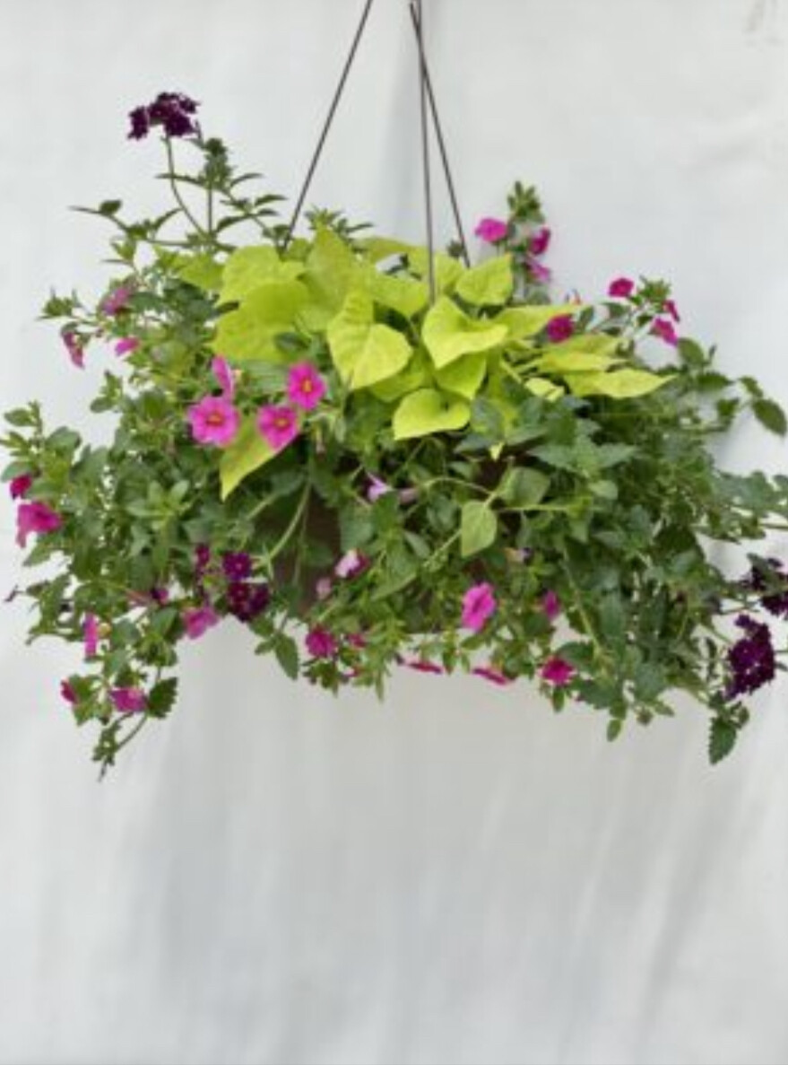 Hanging basket with mixed floral plants for sun