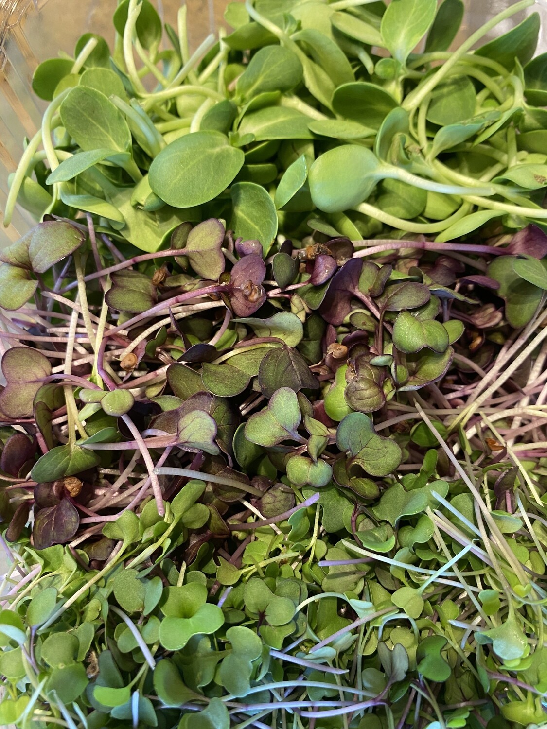 Add Microgreen Sampler to Juice Flood