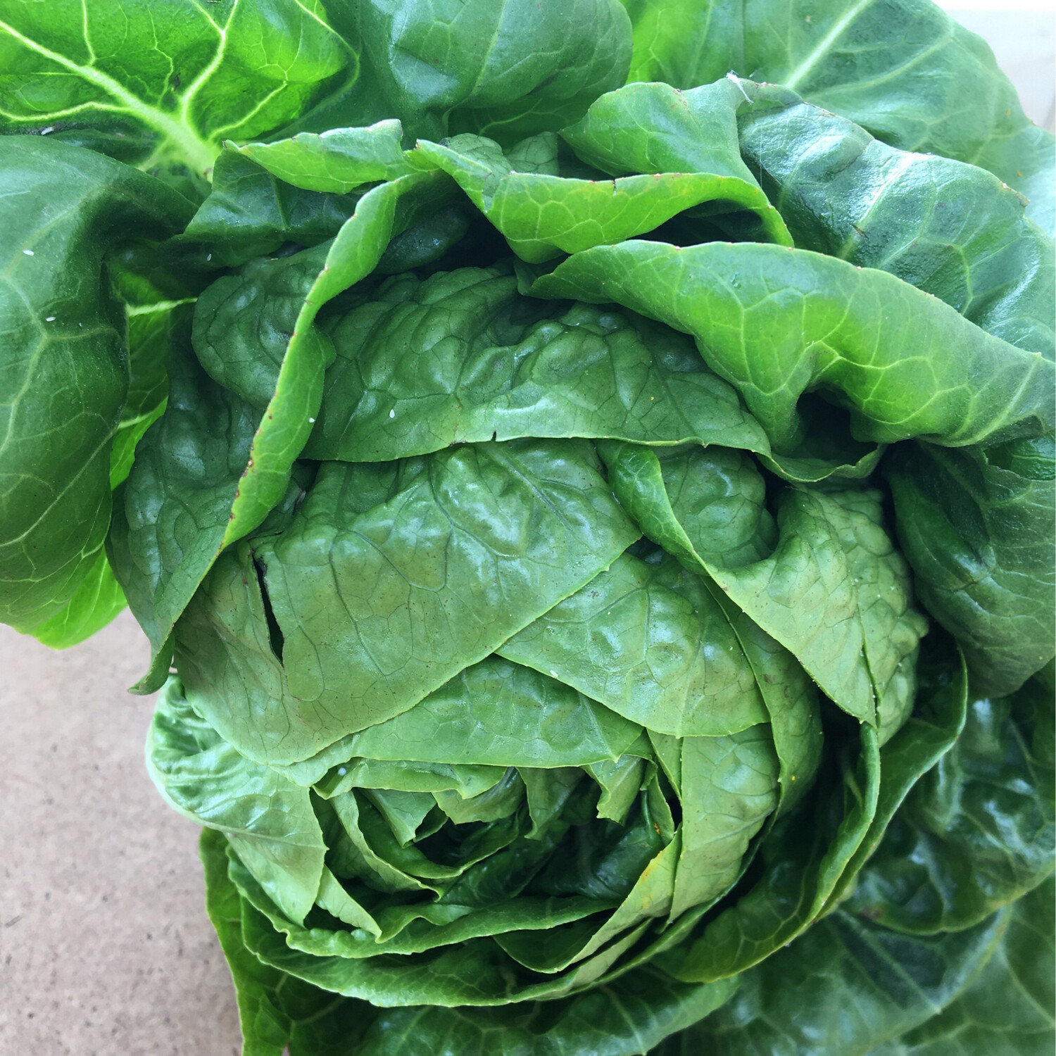 Gem Lettuce Single (local)