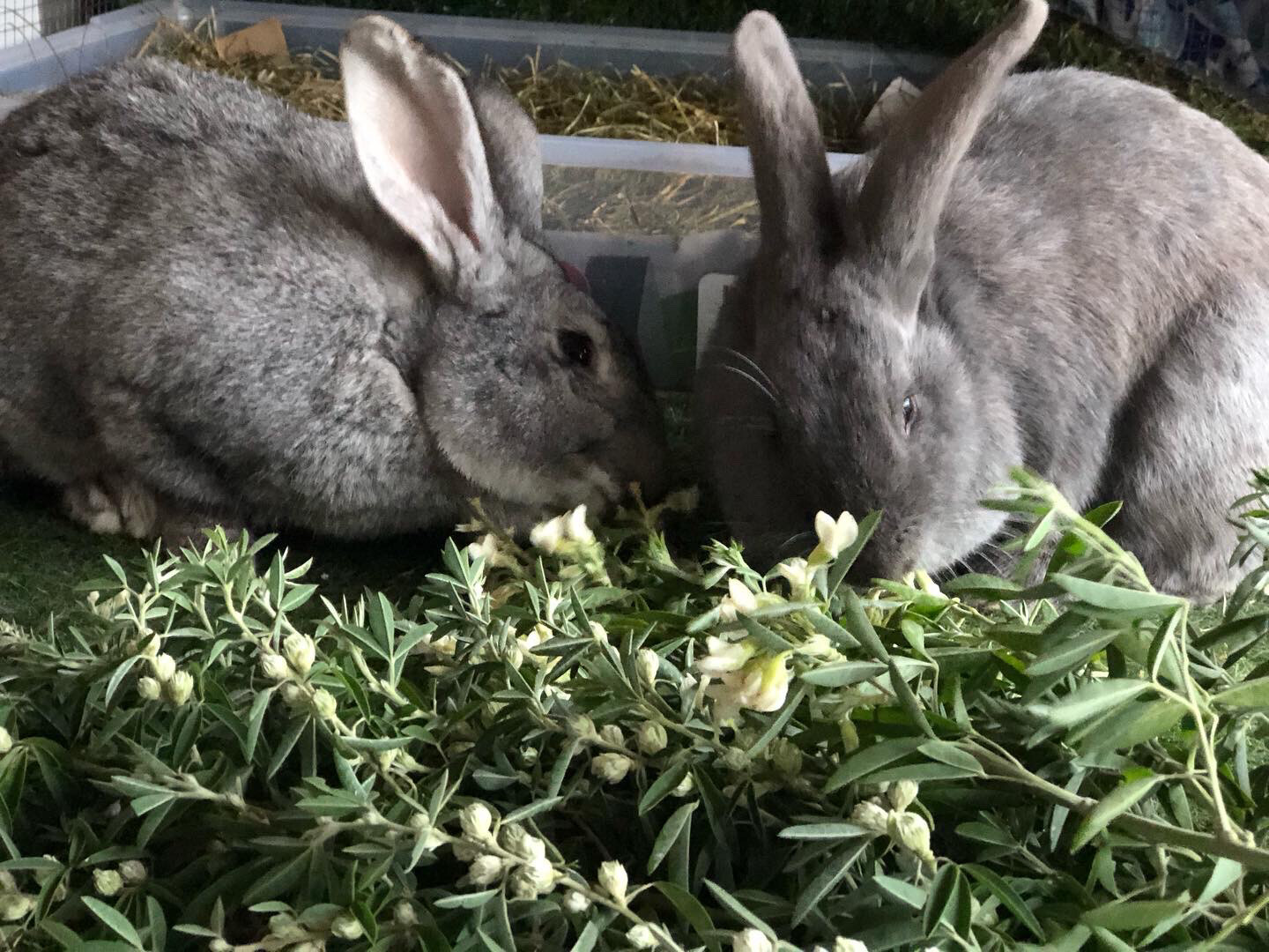 Lucerne tree Leaves For Rabbits