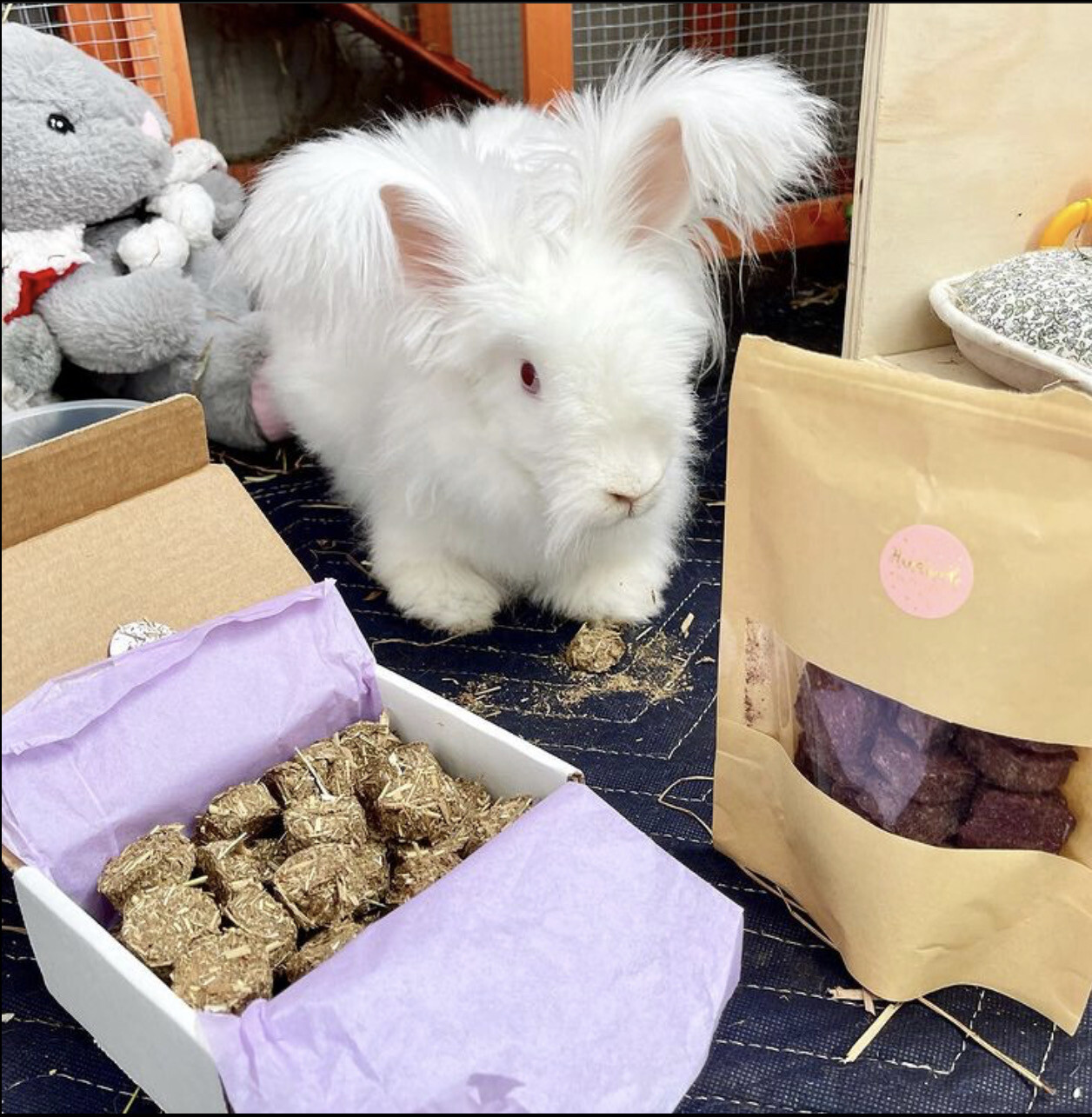 Mini Timothy Cakes Bunny treats Guinea pig treats Rabbit treats