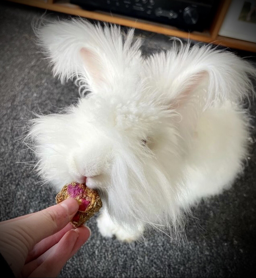 Timothy Hay Bales with Flowers On Top Bunny treats Guinea pig