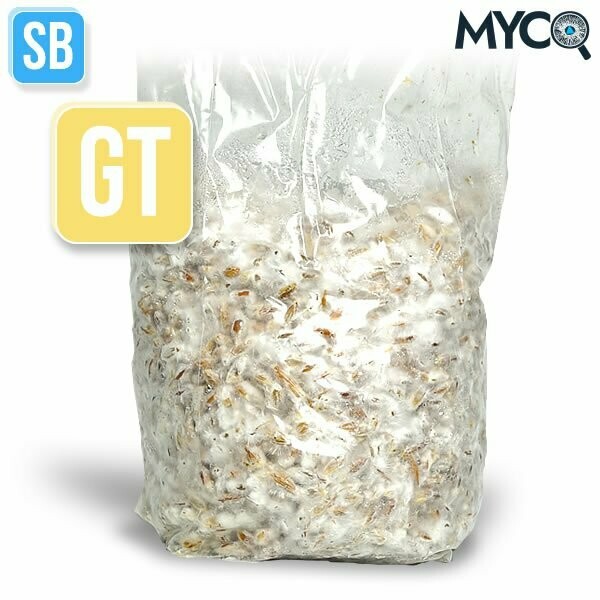 Golden Teacher Spawn 3lb Bag