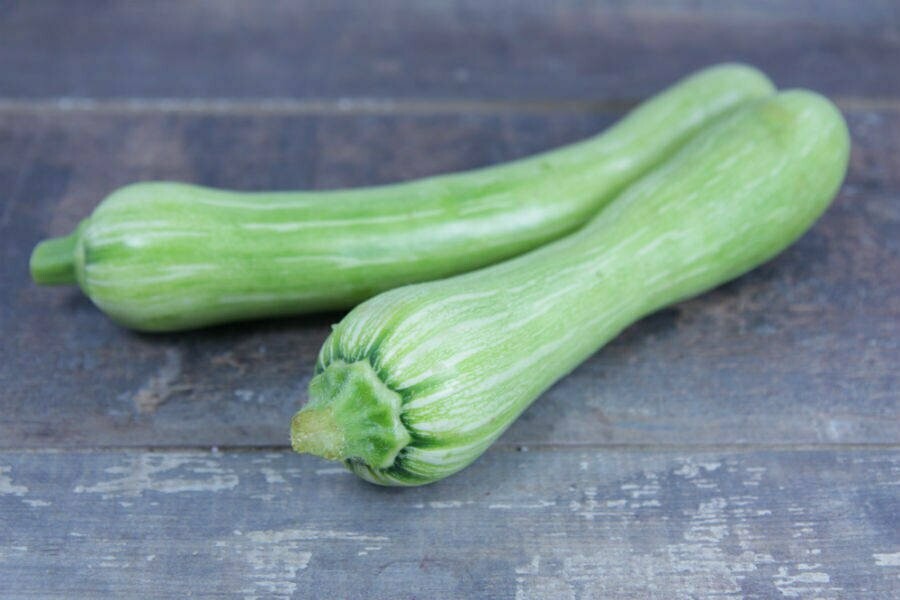 Plant de COURGETTE/COURGE BIO "Longue de Nice" — free download