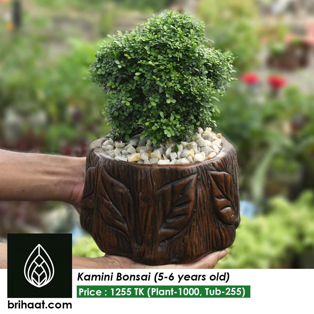 Kamini Bonsai (56 years old) with guri tub big