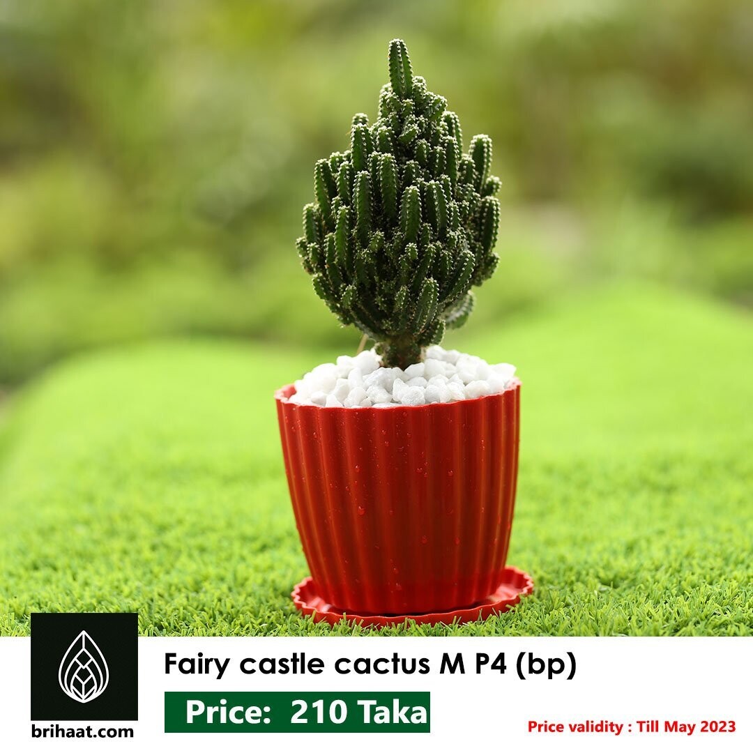 Best cactus in Bangladesh Fairy castle cactus, Indoor plant, home delivery