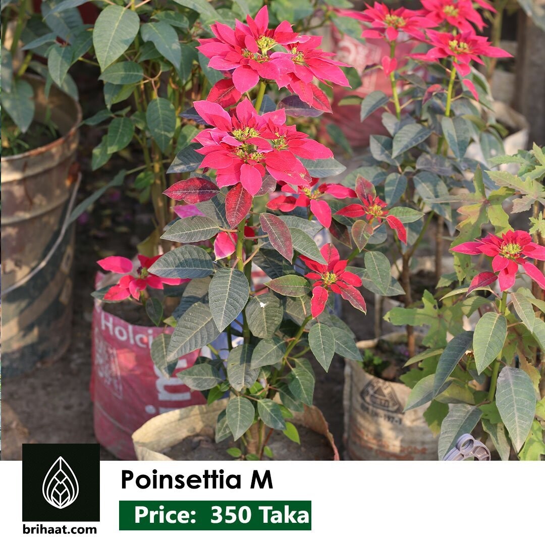 Buy Fresh and Colorful Poinsettias in Bangladesh Best Quality Online"