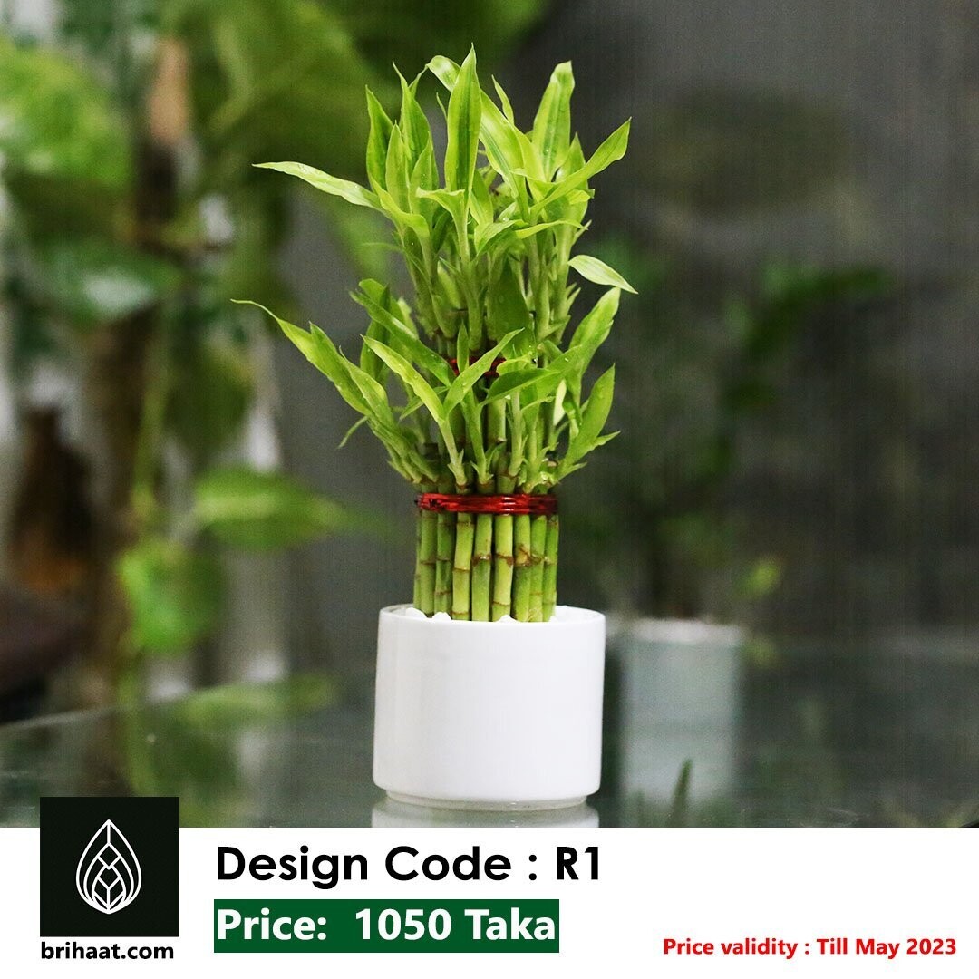 Lucky Bamboo Bring Good Fortune and Prosperity Into Your Home