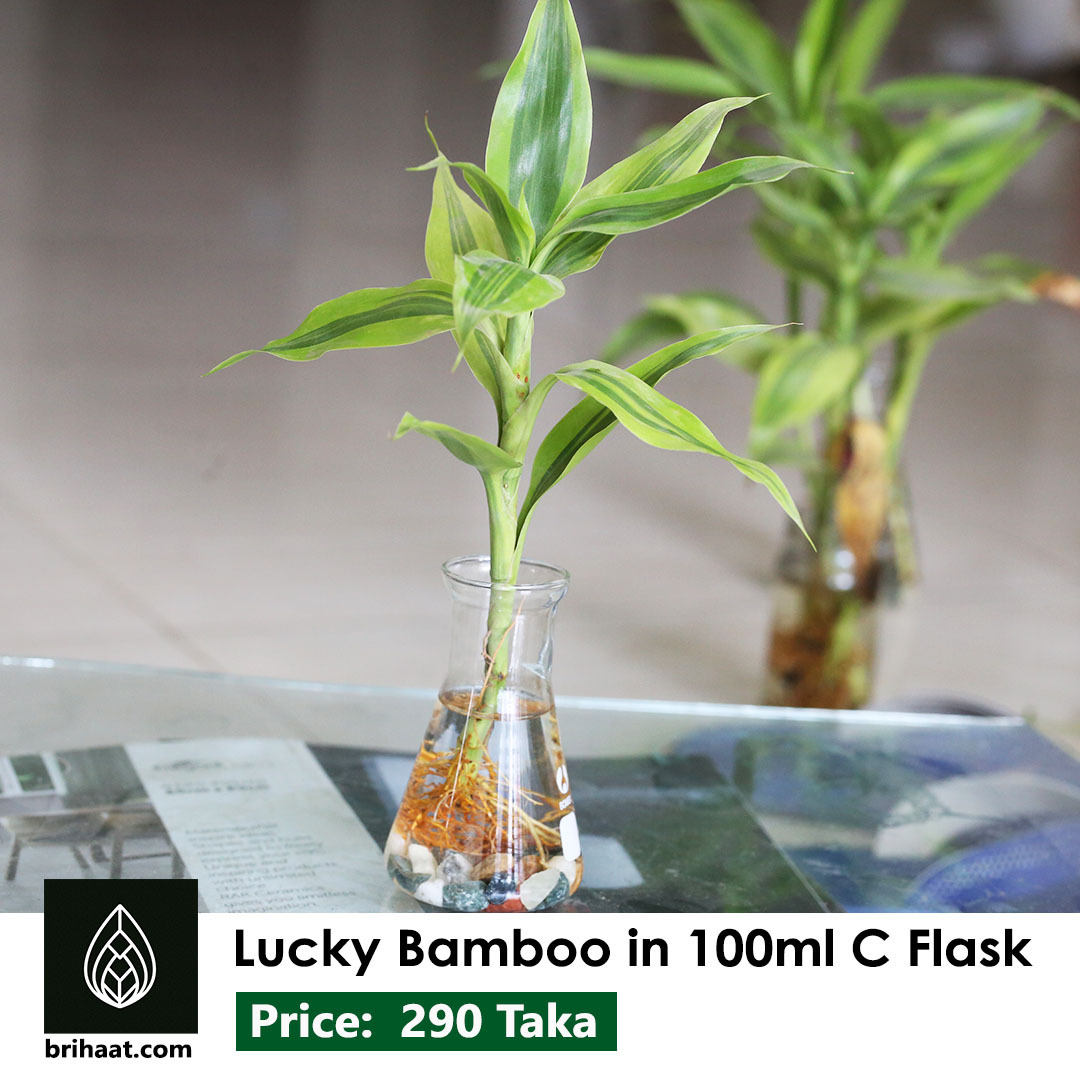 Best semi aquatic plant supplier in Dhaka, get your favorite aquatic