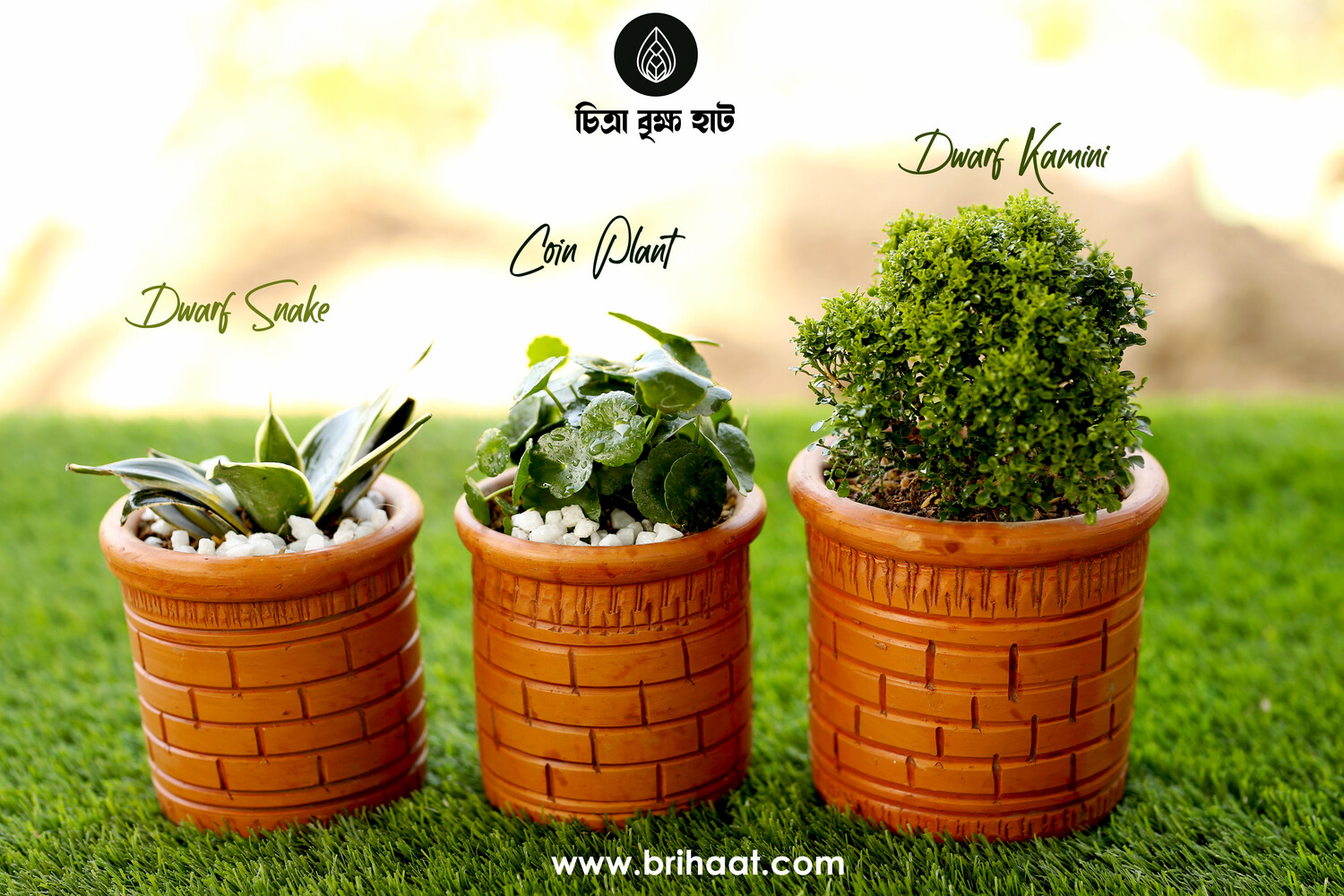 Dwarf Snake,Coin Plant, Dwarf Kamini Combo