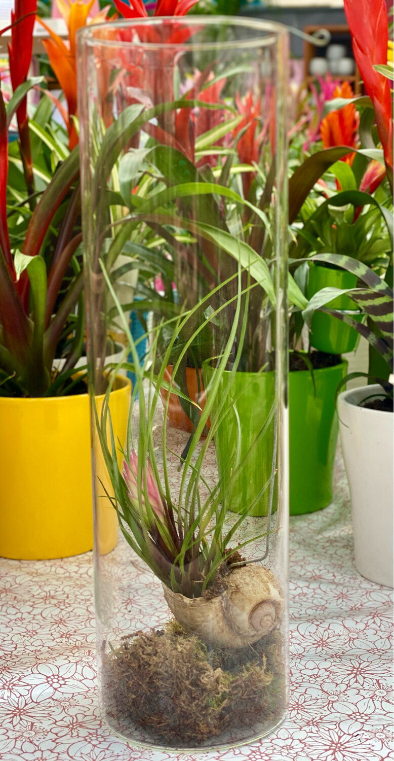 Composition terrarium escargot Ø 11 cm