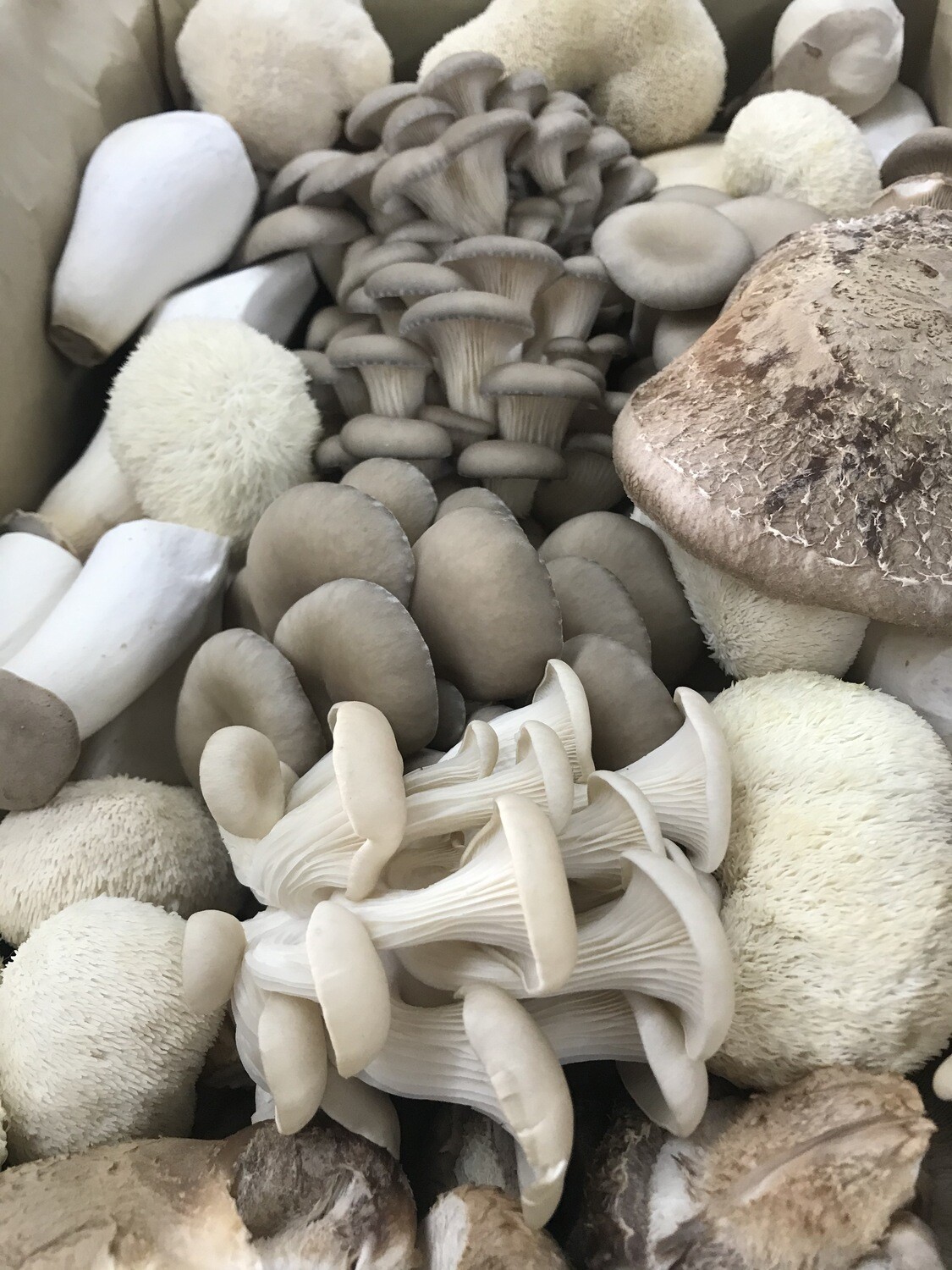 Variety Box  5 lb. (bulk fresh)