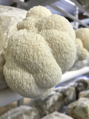 Lions Mane Mushroom ~7 lb (grow kits) Lions Mane Mushroom ~7 lb (grow kits)