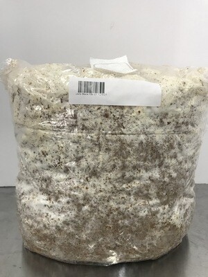 Lions mane Mushroom (fruit blocks only)