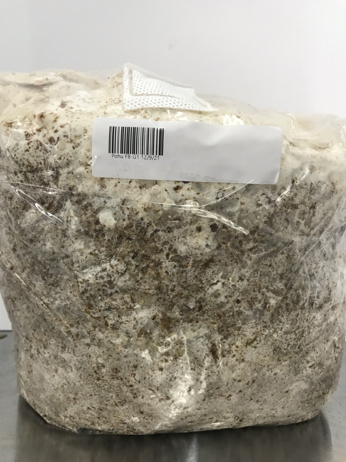 Blue/Grey Oyster Mushroom (fruit blocks only)