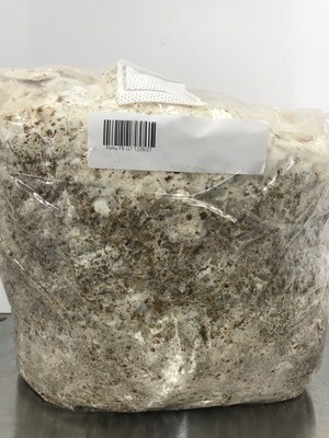 Blue/Grey Oyster Mushroom (fruit blocks only)