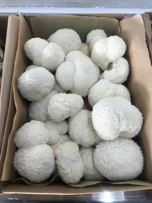 Lions Mane Mushrooms 5 lbs (fresh)
