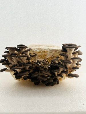 Grey/Blue Oyster ~7 lb Mushroom (grow kits)