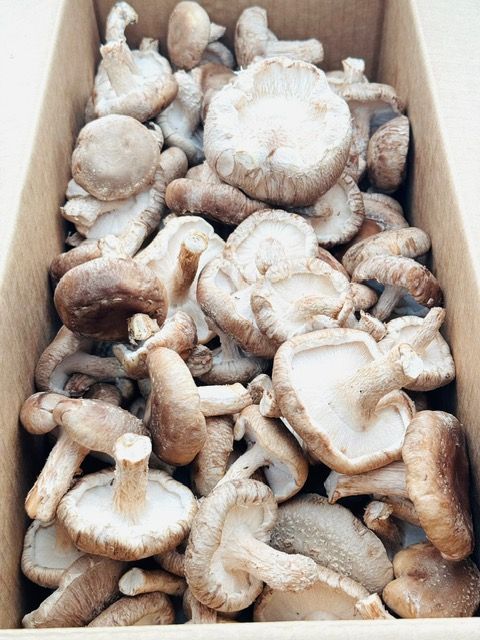 Shiitake Fresh 5 lbs.