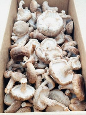 Shiitake Fresh 5 lbs.