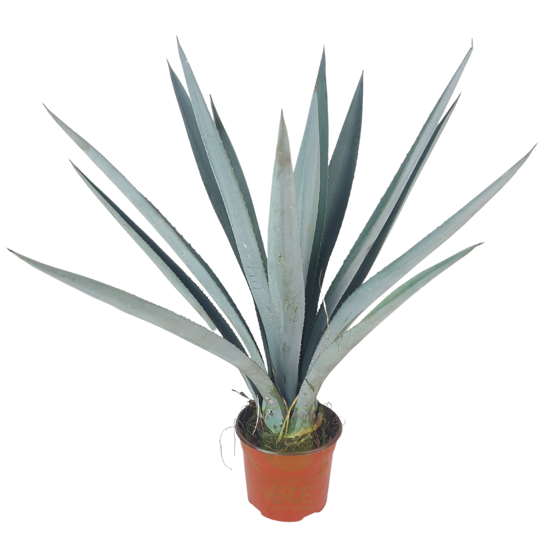 Planta Agave Azul