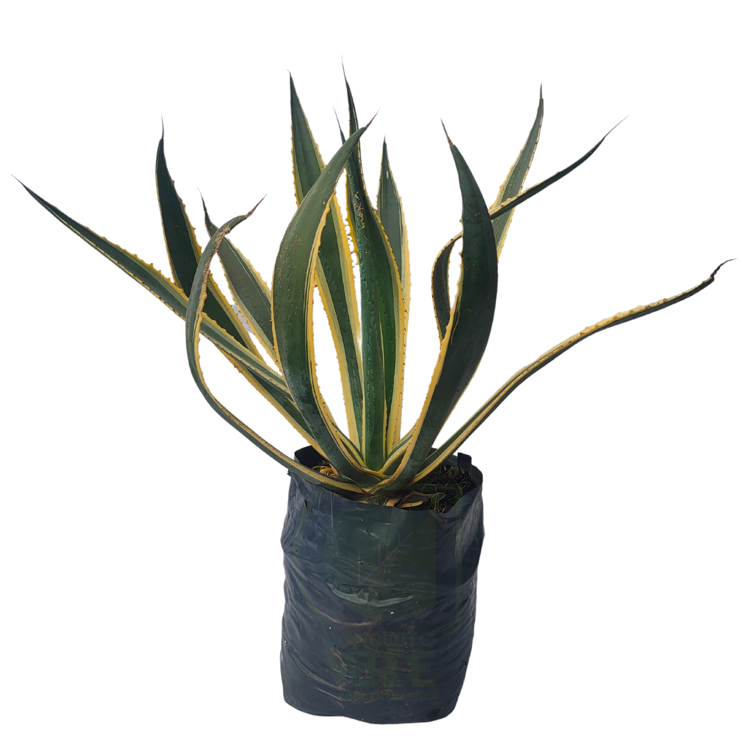 Planta Agave Azul