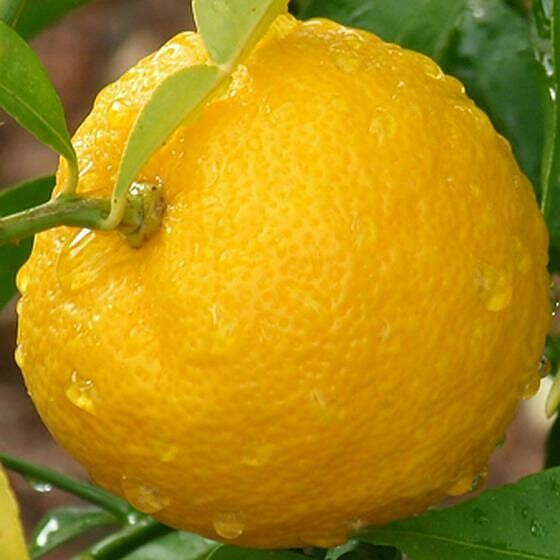Citrus Junos